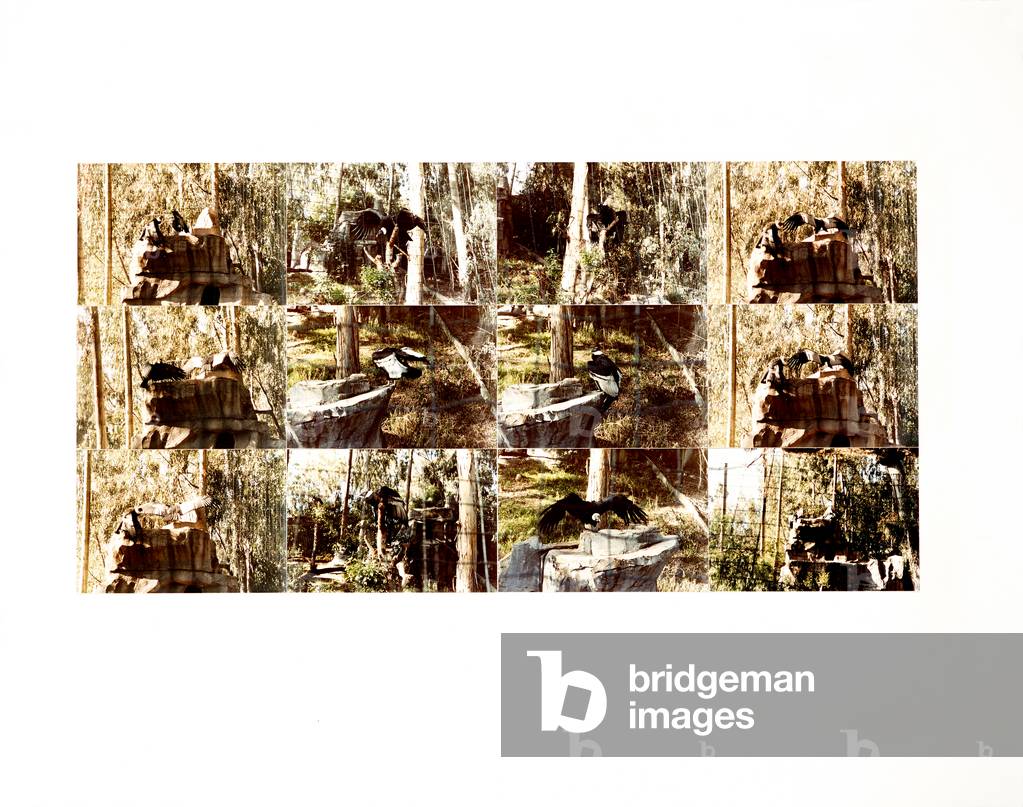 Bild von Collage "Tiere (Vögel) 34 (Zeichnung)" von Ralph Steadman