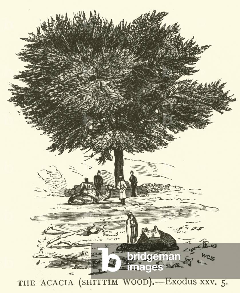 L'Acacia (legno di Shittim), Esodo, xxv, 5 (incisione)