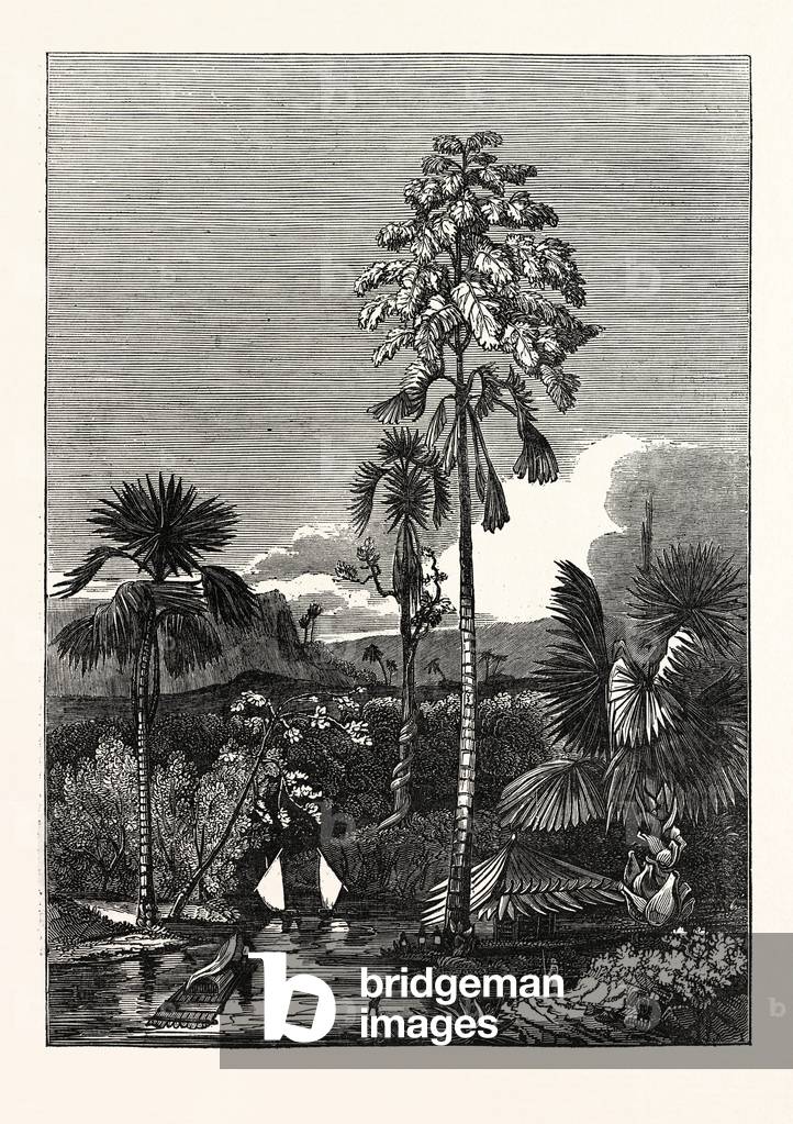 The Talapat Palm