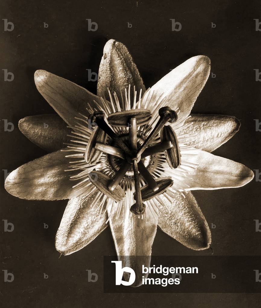 Passiflora, 1929 (fotocalco)