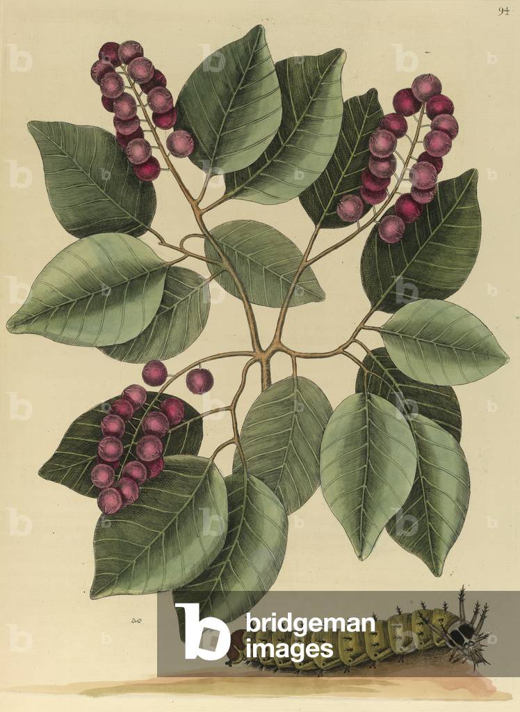 "Cerasus latiore folio"