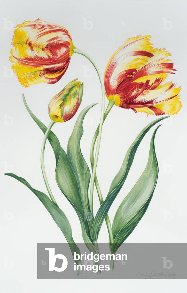 Papagei-Tulpen-Gruppe, Rot/Gelb (ohne Papier)