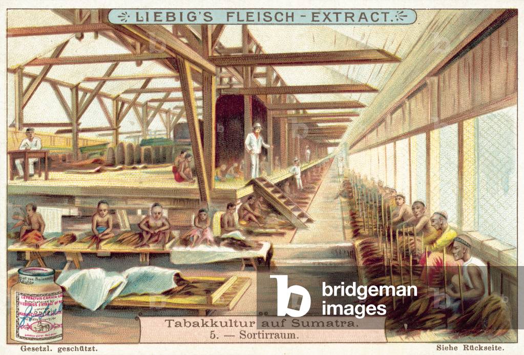 tobacco sorting Image of Tobacco sorting room (chromolitho) by European School, (19th  century)