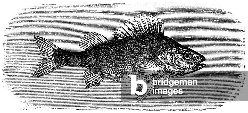 Perch