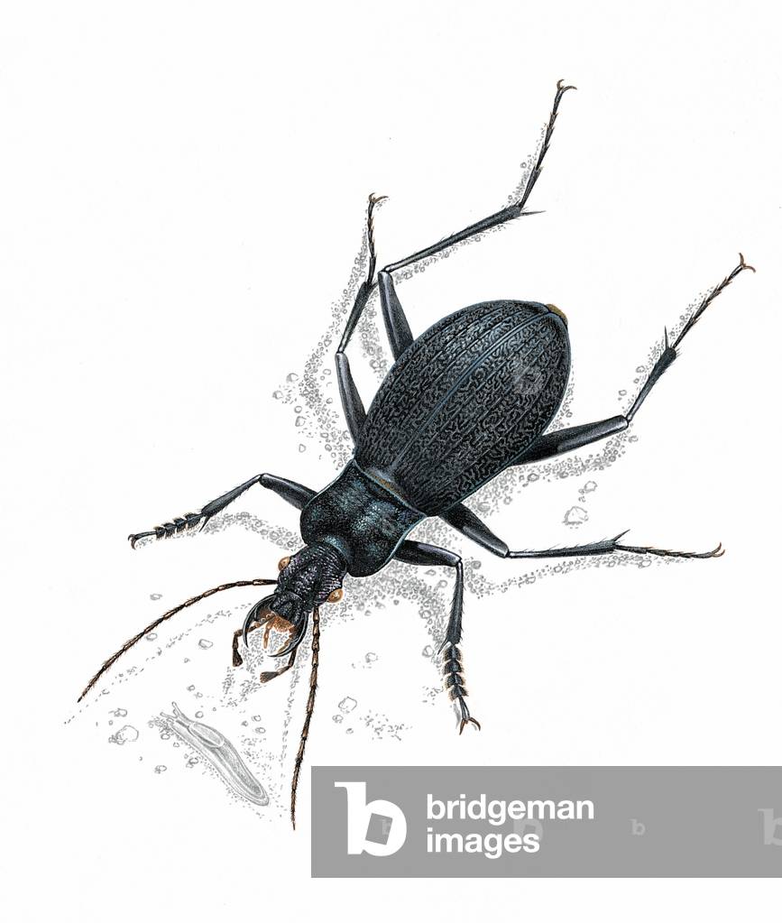 Beetle
