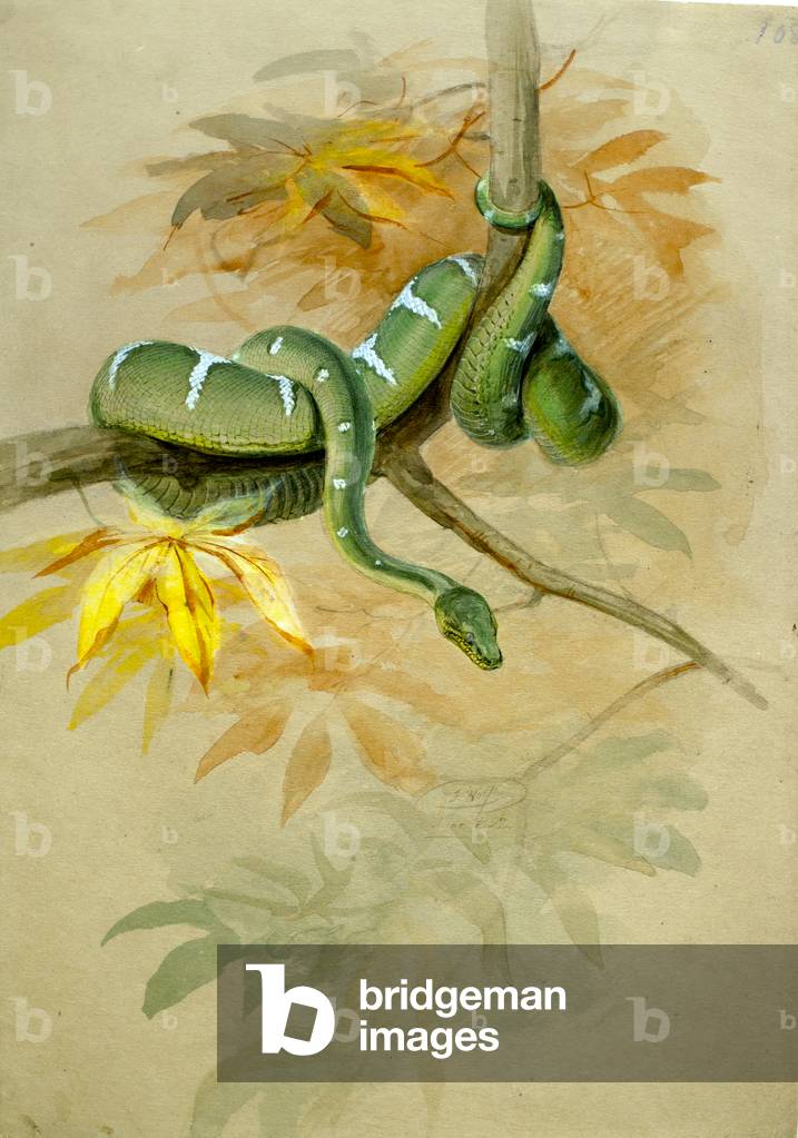 Boa verde (senza carta)