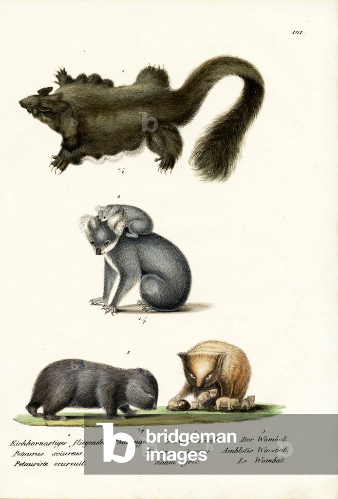Phalanger, 1824 (Farblitho)