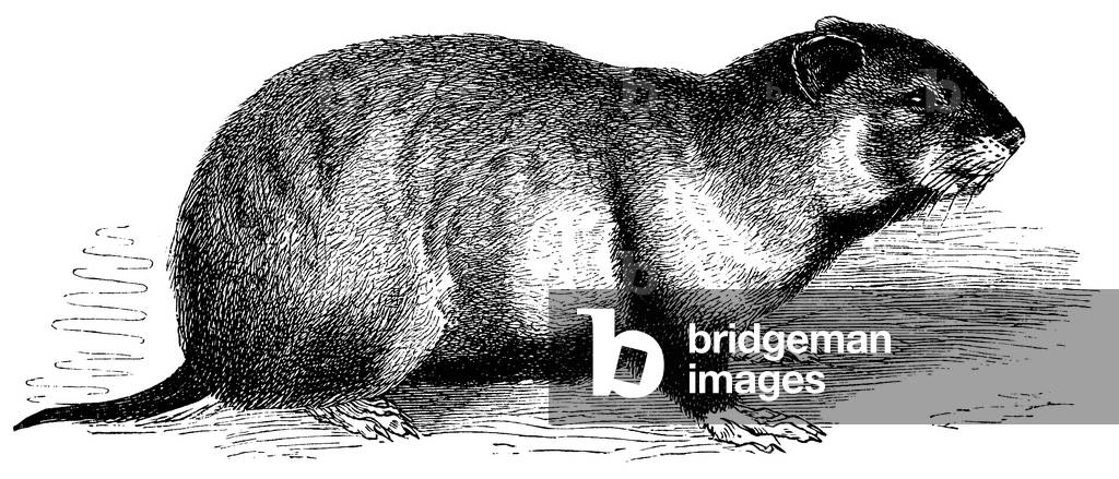 Bild von Gravur "Hamster", b/w