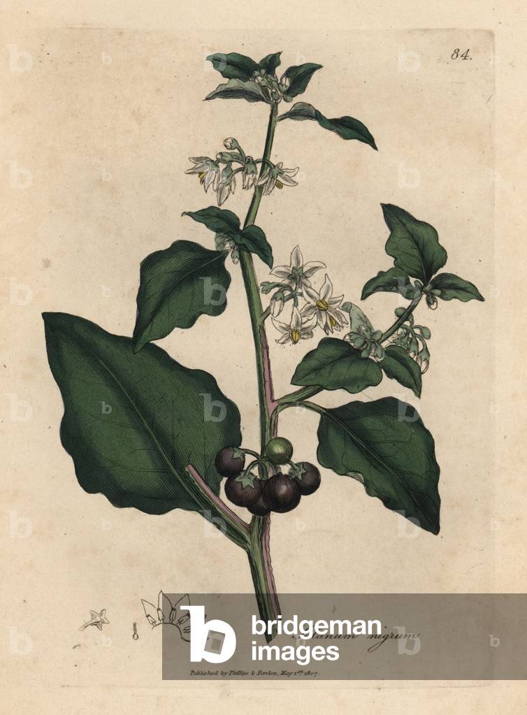 Bild von Gravur "Weiß geblümt" 1832 von James Sowerby