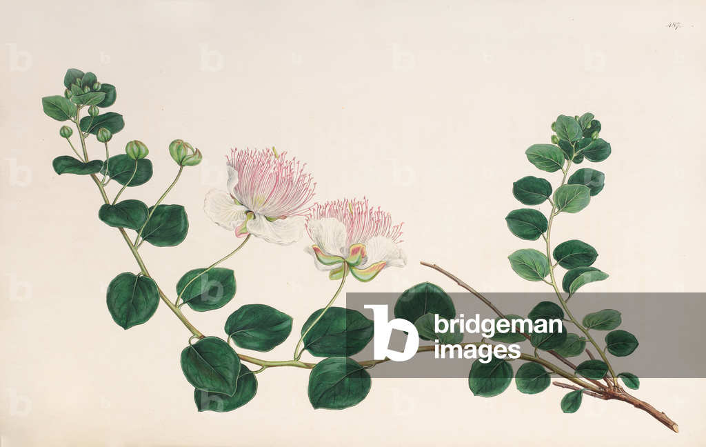 Spineless caper, 1806-1837 (Plate)