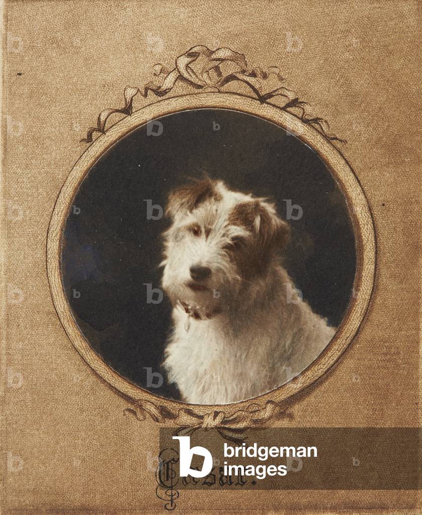 Cesare, il cane di re Edoardo VII