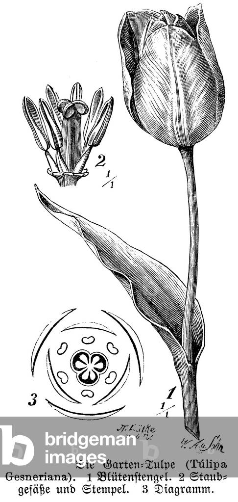 Bild von Gravur "Gartentulpe", b/w