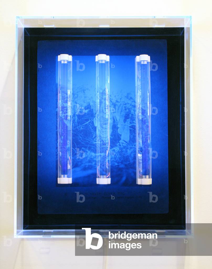 Image de Photographie représentant UV Garden 2008 par Mat Collishaw