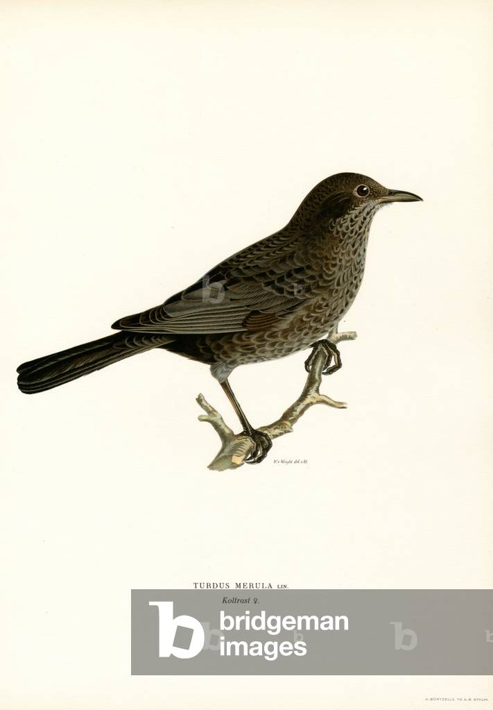 Amsel (Farblitho)