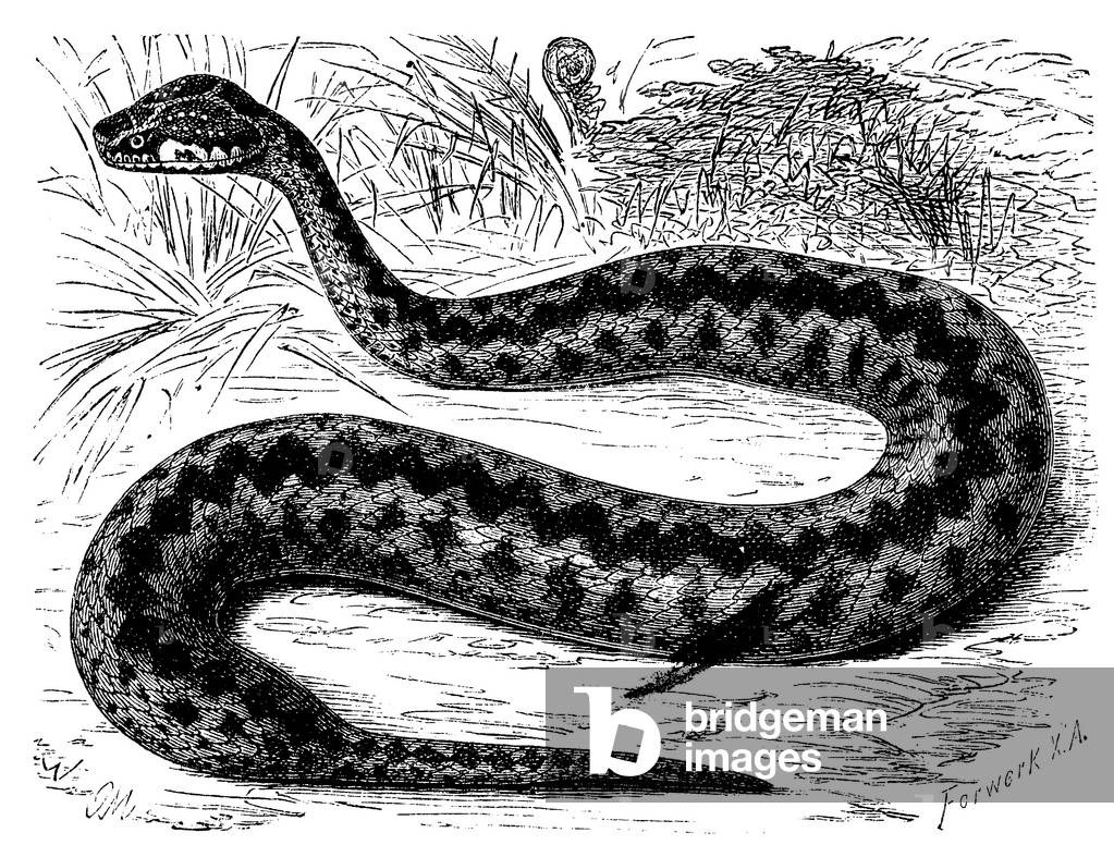 Image de Gravure représentant Adder, b/w