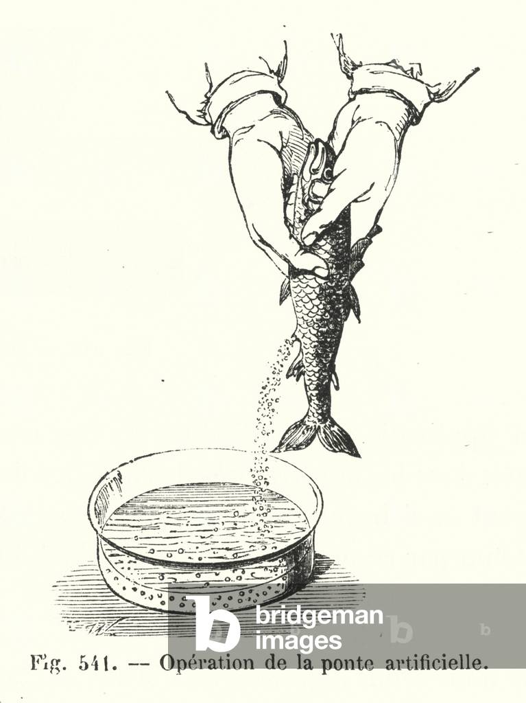Operation de la ponte artificielle (engraving) by European Artist