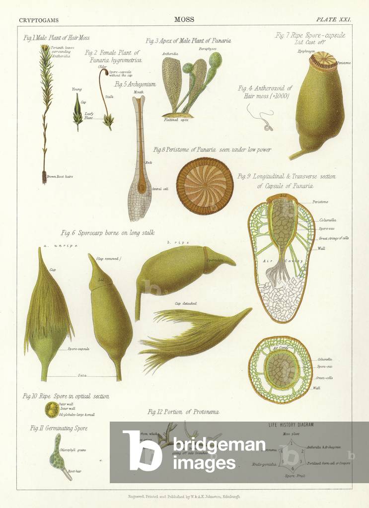 Moss (Farbe litho)
