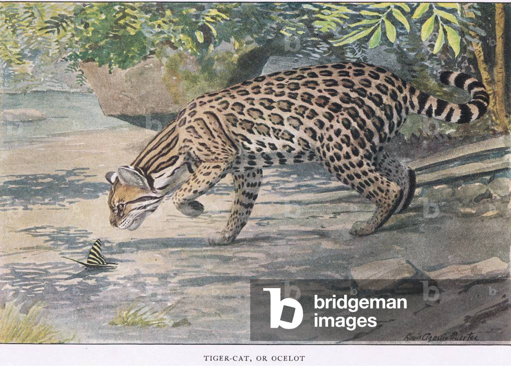 Bob Cat o Ocelot (colore lito)