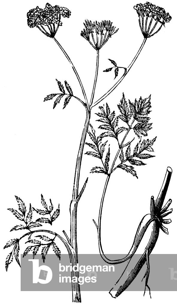 Image of Engraving depicting Chervil, b/w
