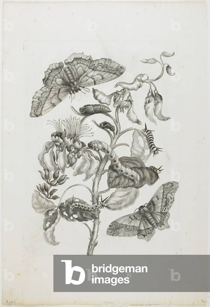 Image of Engraving depicting Caterpillars, 1705-1771 by Maria Sibylla Graff Merian, b/w