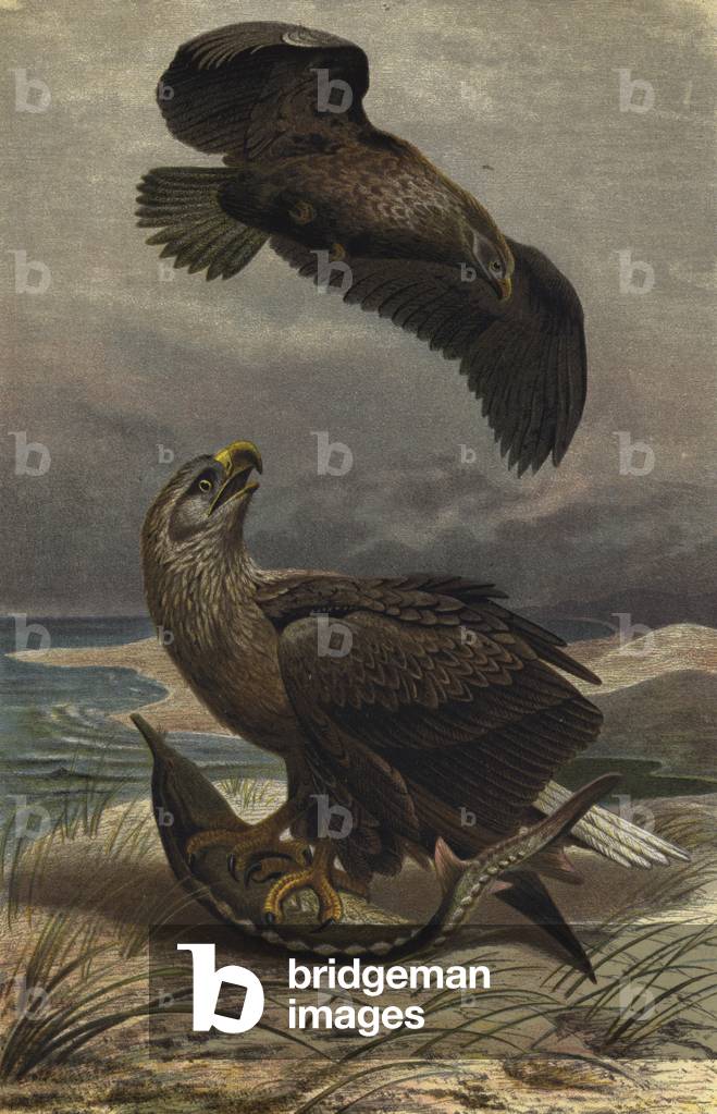 Seeadler (chromolito)