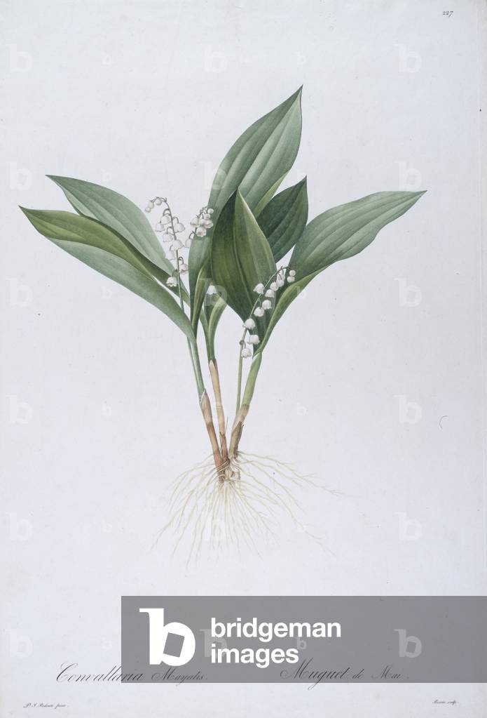 Convallaria majalis (Lily of the Valley), 1808