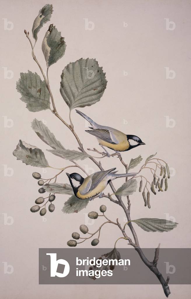 Parus-Dur