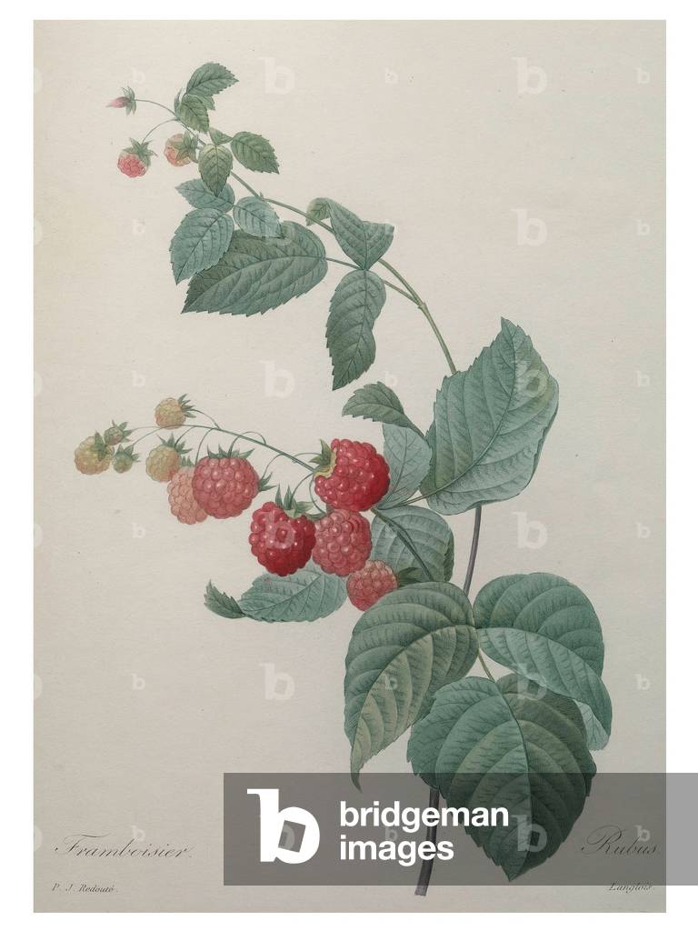 Himbeere