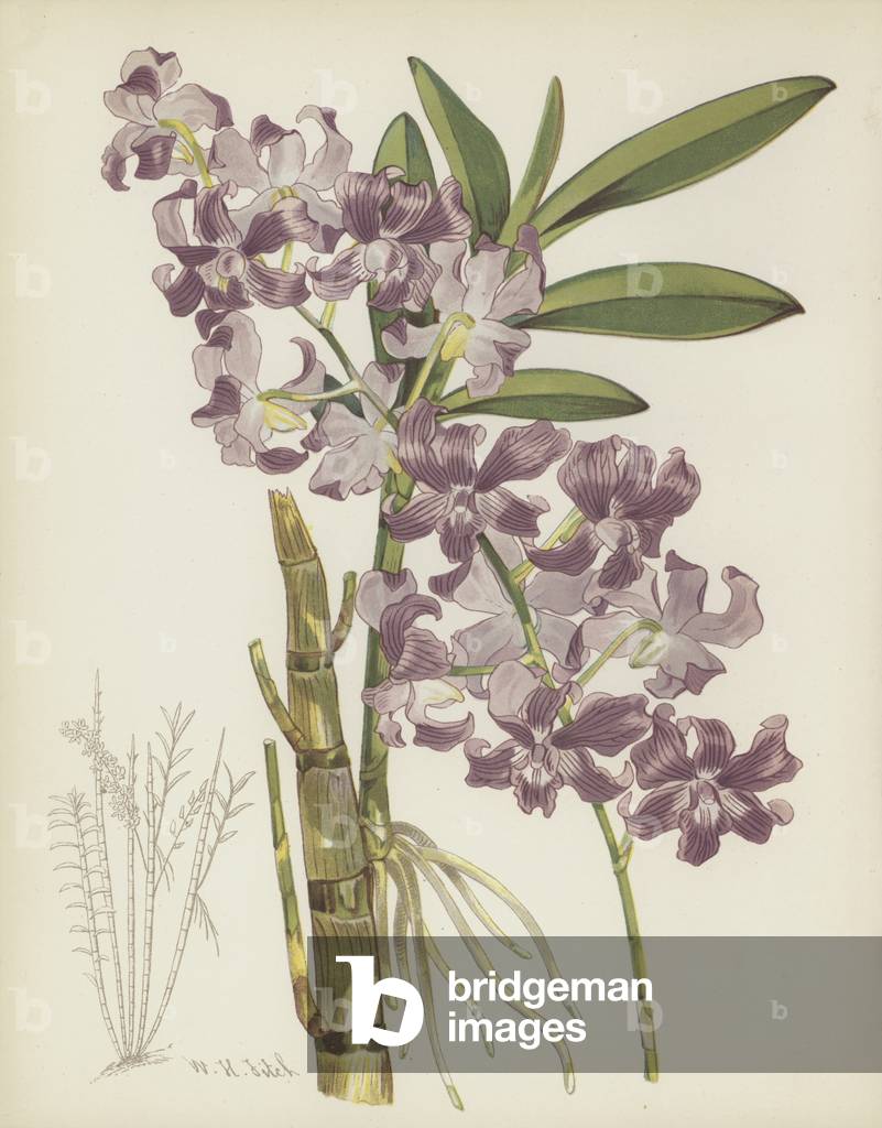 "Dendrobium Superbiens (cromolito)" di English School