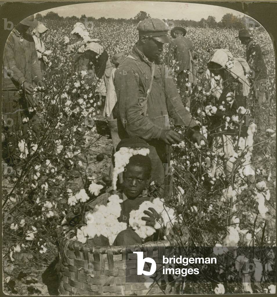 Baumwollpflücken auf einer Plantage in North Carolina, USA (s/w Foto)