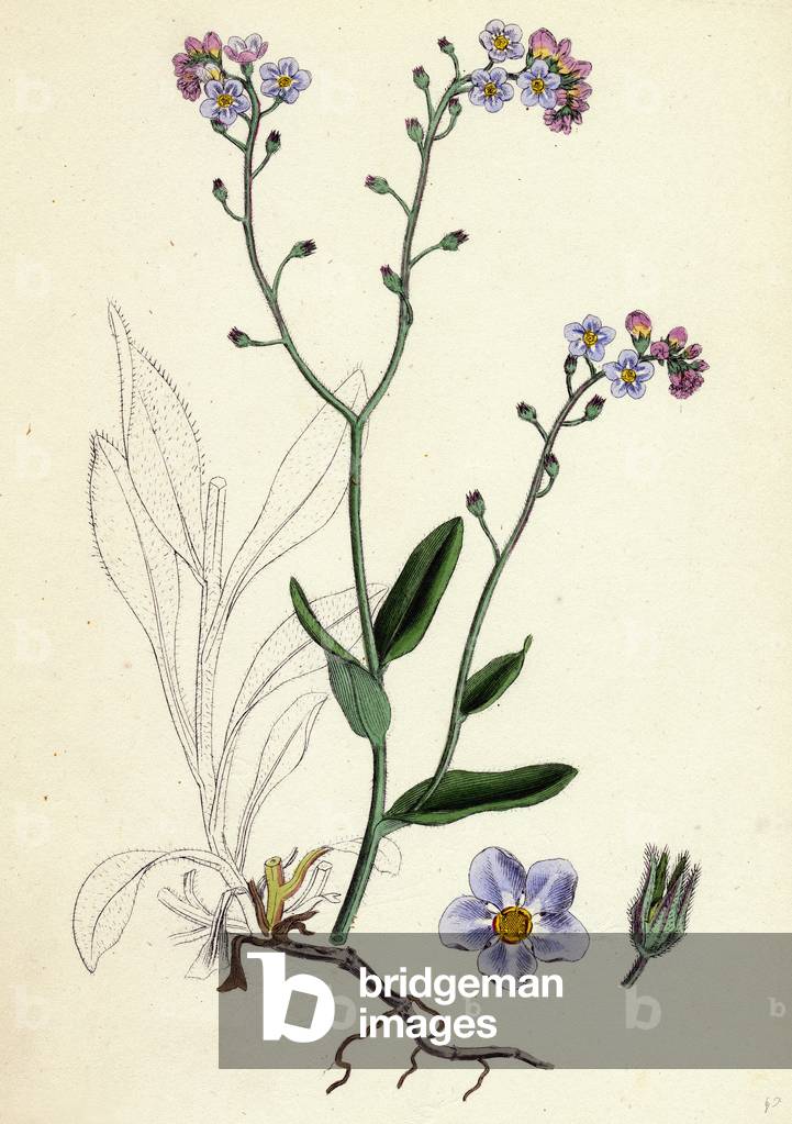 Myosotis Sylvatica Wood Forget-Me-Not