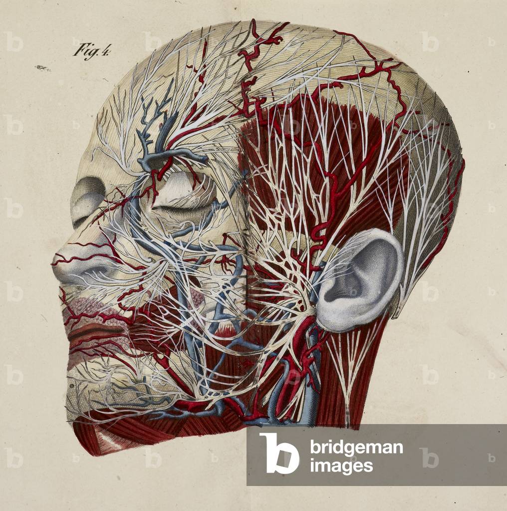 "Disegno anatomico. Viso. Testa. Teschio. Sistema muscolare. Sistema circolatorio. Nerves" 1826