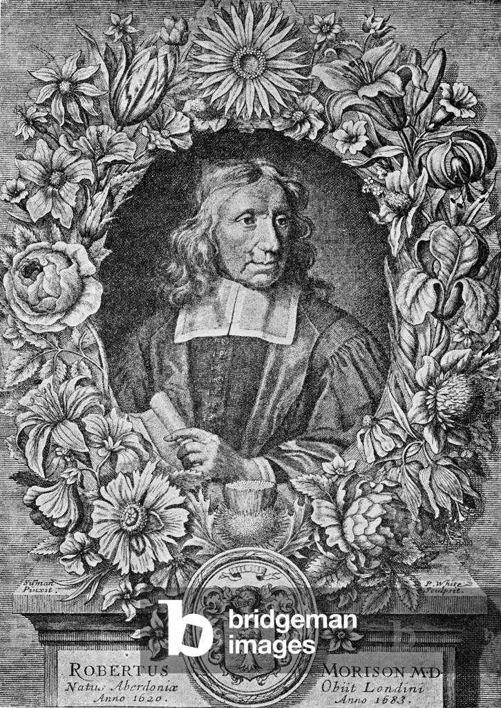 Robert Morison, 1680 (gravure)