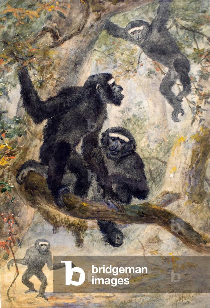 Image de Dessin représentant Hoolocks Gibbon, 1869 par Joseph Wolf