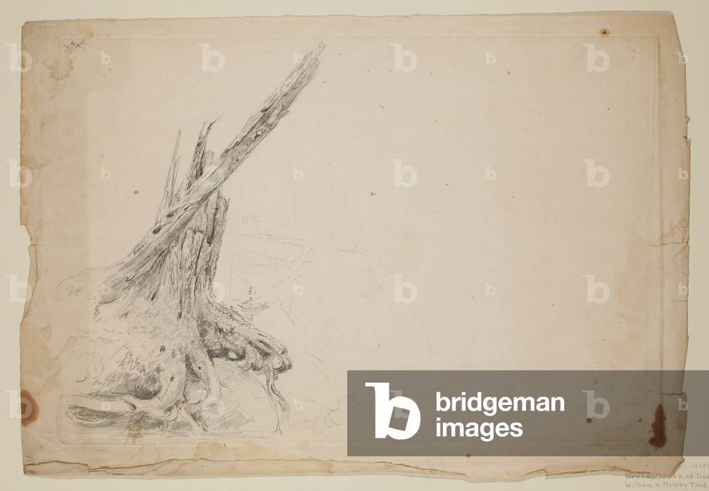 Image of Drawing depicting Broken Trunk of a Tree (pencil on paper) 1801 by Thomas Cole