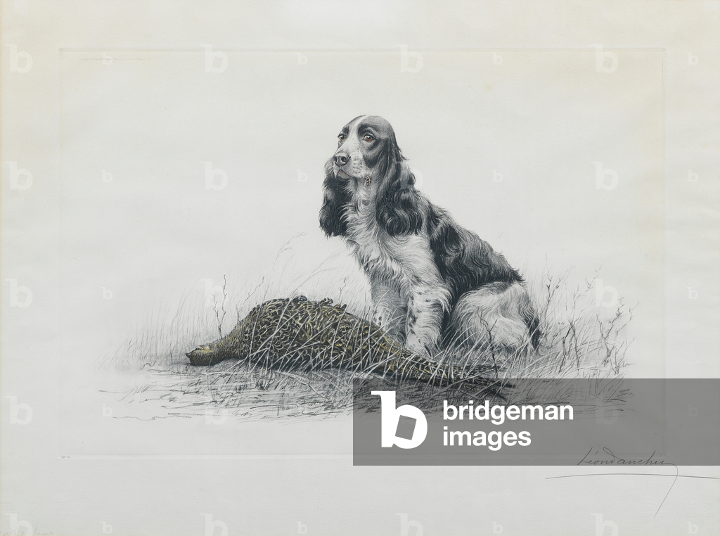 Image of Engraving depicting A Cocker Spaniel with hen pheasant (etching) by Léon Danchin