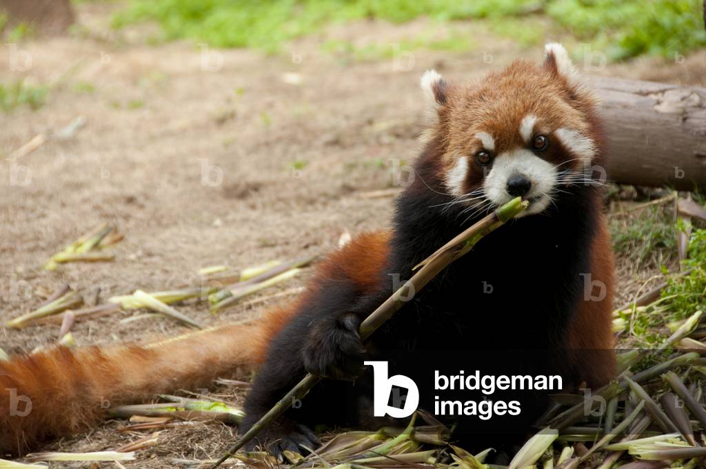 China: Red Panda or Lesser Panda, Giant Panda Breeding Research Base, Chengdu, Sichuan Province