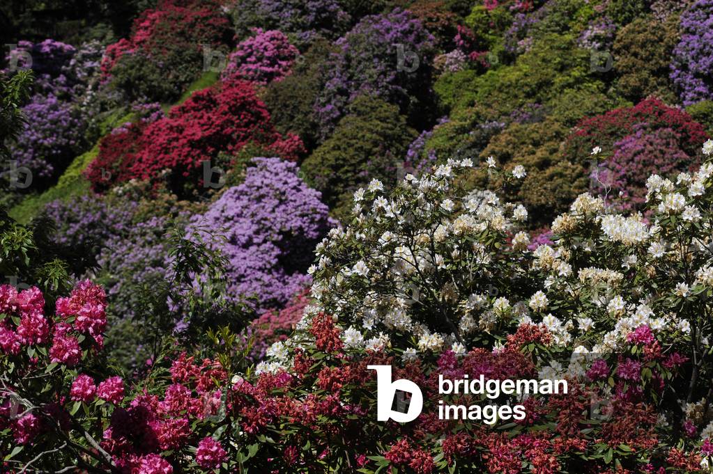 Image of Tal der Rhododendren (Rhododendron sp), Ericaceae, Burcina Park,  Biella, Piemont,