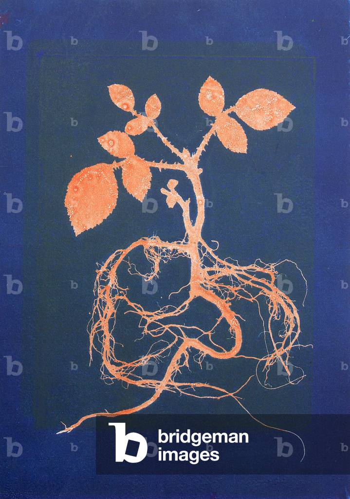 Pale Orange Bramble, 2020 (mono-print paper)