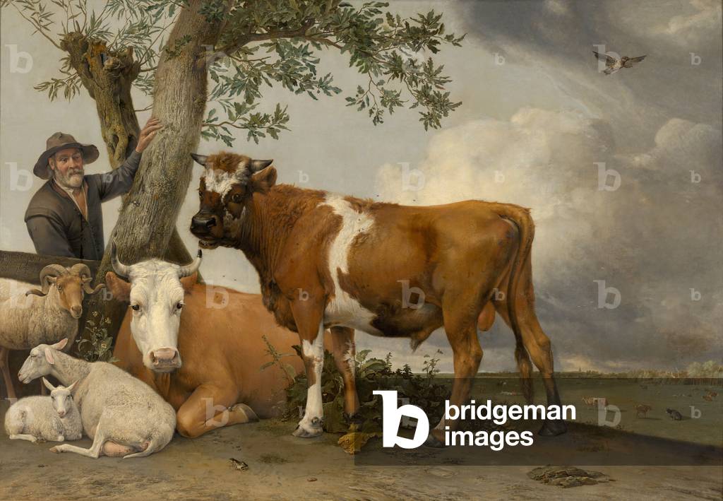 Bild von Gemälde "Der Stier", 1647 von Paulus Potter