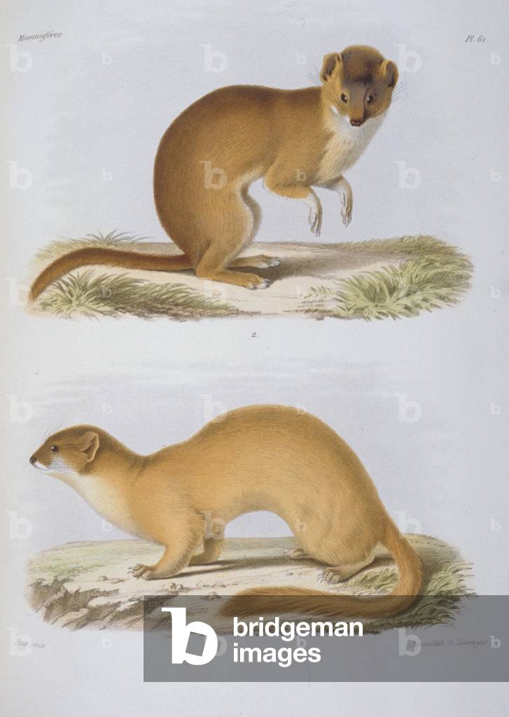 "Putorius fontanierii & Putorius astutus" 1868 di Jean-Baptiste Huet