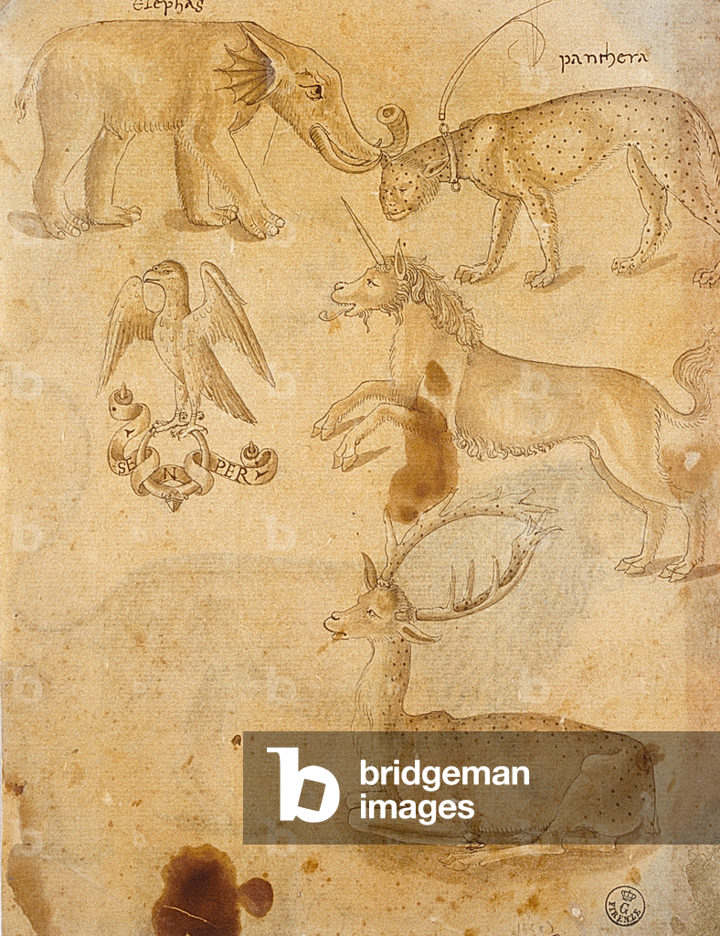 Animaux (dessin)
