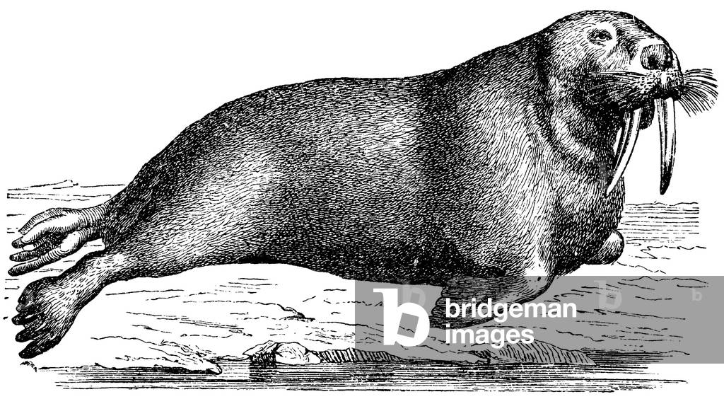 Bild von Gravur "Walrus", b/w
