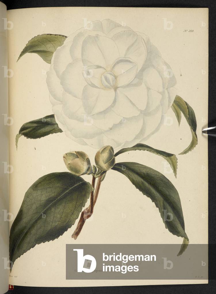 Camellia japonica.