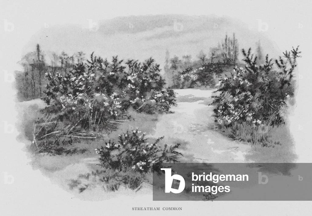 Streatham Common (litho)