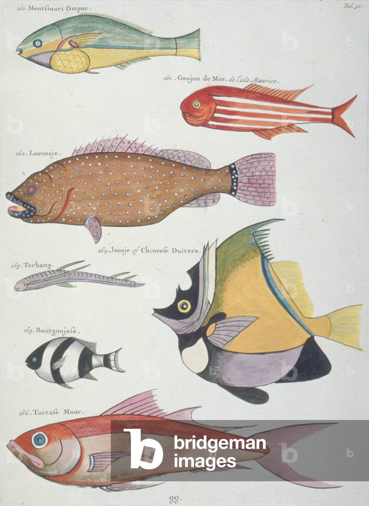 Farbenfrohe Abbildung von sieben Fischen