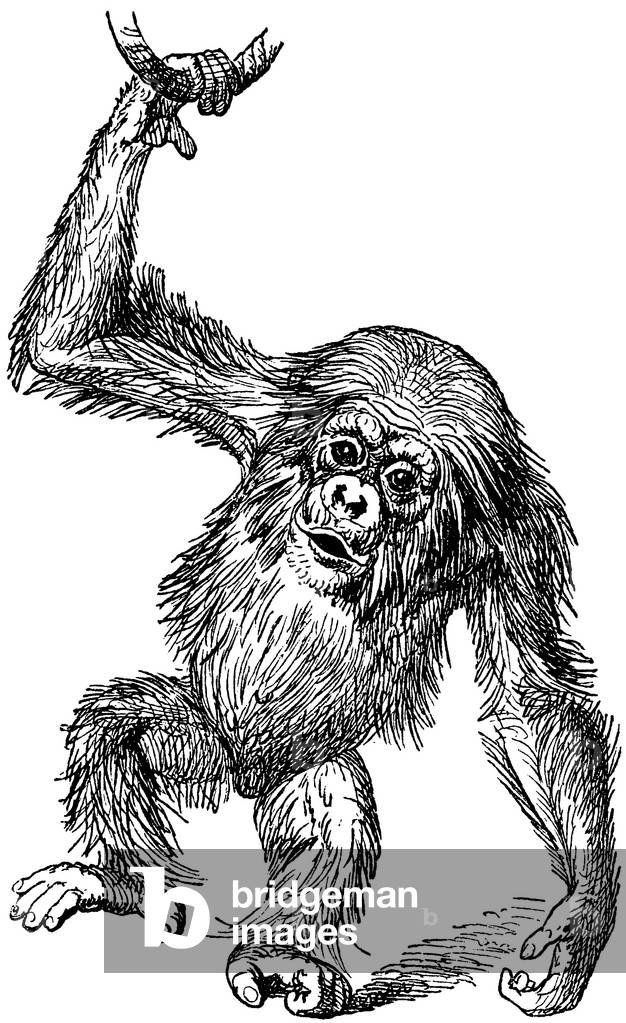 Scimpanzé, giovane animale