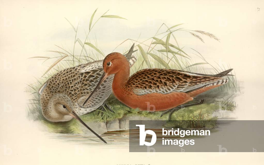 Limosa lapponica
