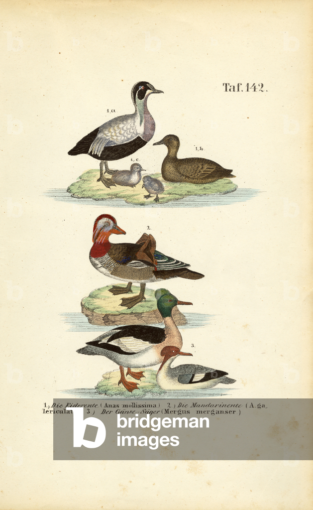 Image of Engraving depicting Common Eider 1850 by J. W. Tenhaeff