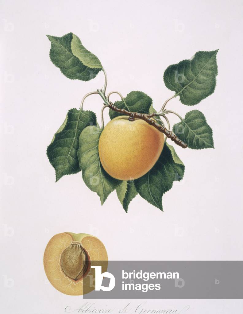 Prunus armenicaca